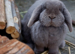 Любовь к крольчатине обернулась для воронежца уголовным делом