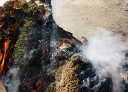 Воронежские наркополицейские уничтожили в огне «вещдоки»