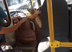 Мохнатого "котдуктора" заметили в воронежском автобусе 