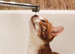 Водоканал оставил воронежцев без воды в жару и разгар пандемии коронавируса