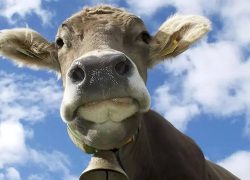 Воронежец привез коллеге сигареты и заодно решил своровать теленка