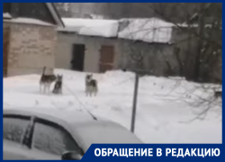 «Ребенок выйти не может»: стая бездомных собак держит в страхе жителей поселка под Воронежем 