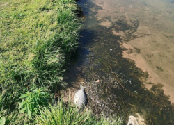 Дохлая рыба и гниющие водоросли: печальное состояние воронежского парка показали на фото
