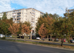 Не засохли, а адаптируются: мэрию Воронежа спросили про грустные деревья в Северном