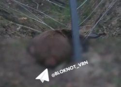 Лось попал в смертельную ловушку в Воронежской области