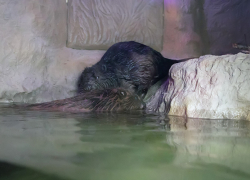 В Воронежском заповеднике двух бобров выпустили в большой аквариум