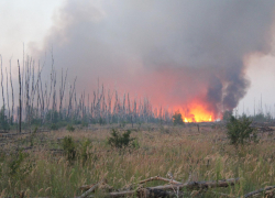 110 гектаров леса сгорело за сутки в Воронежской области