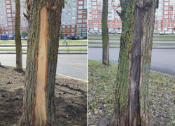 Повредили и оставили гнить: как деревья заменяли на траву на улице 60 Армии