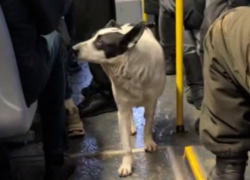 Белый Бим Черное ухо прокатился на воронежском автобусе 