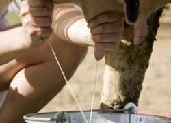 Мэрия Воронежа применила к брянским молочникам «силовой приём»