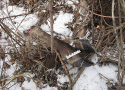 В Воронежской области охотник попал под статью за убийство лося 