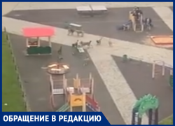 Купаются в водохранилище и кидаются на людей: воронежцы боятся выйти на улицу из-за агрессивной своры 