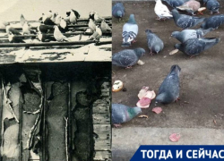 Куда подевались знаменитые воронежские голубятни