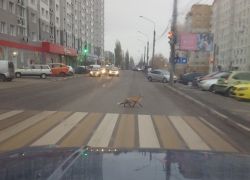 Перебегающую дорогу по "зебре" лису сфотографировали в Воронеже