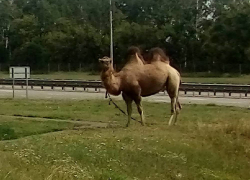 В Воронеже сфотографировали прогуливающегося по городу верблюда