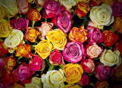 В Воронеже девушки отомстили бывшему начальнику кражей цветов