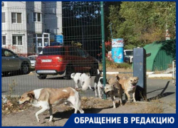 Многочисленная орда бездомных собак держит в страхе жителей Воронежа
