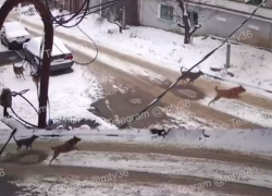 Агрессивное нападение стаи собак вылилось в уголовное дело с интересом в Москве 