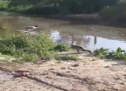Эко-система на месте прорыва воды развернулась в Воронеже 