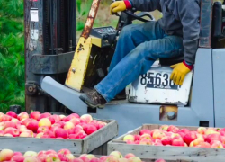 Яблочное уголовное дело на миллион возбудили в Воронежской области
