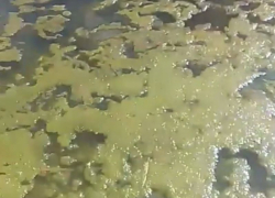 Бастрыкин заинтересовался канализационным отстойником на реке в Воронежской области