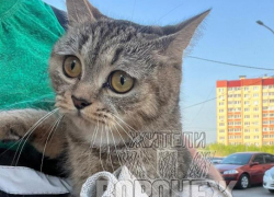 Стало известно о судьбе кошки, выброшенной в мусорный бак в Воронеже 