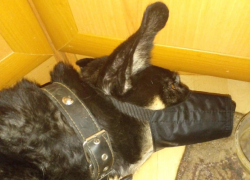 «Хозяин давал команды: «Грызи!»: о жестоком натравливании одной собаки на другую сообщили воронежцы