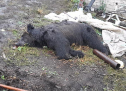 Под Воронежем на хозяина медведя-убийцы завели уголовное дело