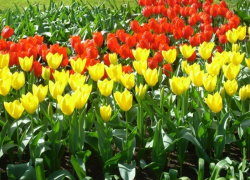 Будущей весной в Воронеже распустятся 77,6 тысяч тюльпанов