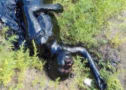 Мужчина искупался в битумной реке у трассы М-4 «Дон» и остался жив