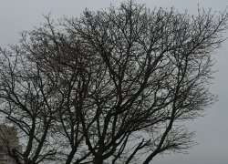 Весна в Воронеже решила не торопиться, но все же радовать