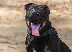 Обглоданный собаками труп женщины нашли в воронежской многоэтажке