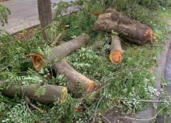 Незаконная вырубка дерева обернется уголовным делом в Воронеже