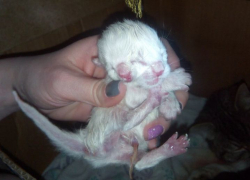 В Воронеже родился двухголовый кот 