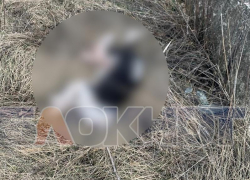 Обезглавленные трупы собак обнаружили под Воронежем