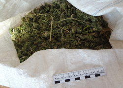Житель Воронежской области собрал себе на зиму 2 кг марихуаны 
