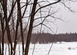  Мороз, оттепель и снегопад: как Воронеж переживёт три контрастных январских дня