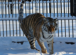 Воронежский зоопарк поможет Петербургу восстановить краснокнижную семью