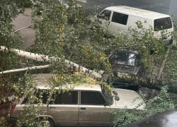 Дерево рухнуло на парковку и оборвало провода в воронежском дворе