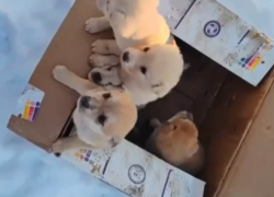 Душераздирающее видео: коробку с щенятами выкинули в воронежском лесу 