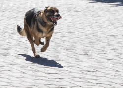 СК РФ возбудил уголовное дело после нападения бездомных собак на девушку в Воронеже