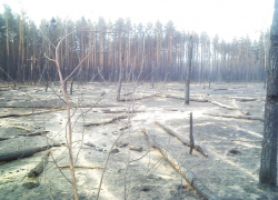 Чертову дюжину лет назад огненная стихия едва не сделала пустыню из Воронежской области