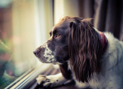 В Воронеже мужчина выбросил собаку из окна 8 этажа