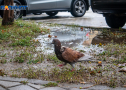 Метеоролог спрогнозировал теплый ноябрь в Воронежской области 