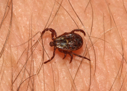 Почти полторы тысячи жителей Воронежской области пострадали от укусов клещей