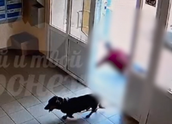 Тяжелые испытания ждали мужчину с собачкой на входе в подъезд в Воронеже