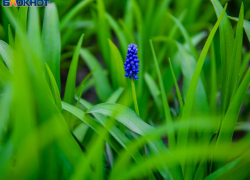 Житель белгородского села подорвался на мине, когда косил траву 