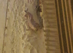 В Воронеже на дороге обнаружили мертвого мужчину-эпилептика