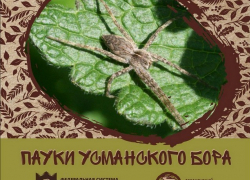 Воронежский биосферный заповедник выпустил  книгу о пауках Усманского бора