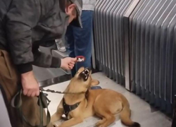 Собачий кайф в салоне маршрутки показали на видео в Воронеже
